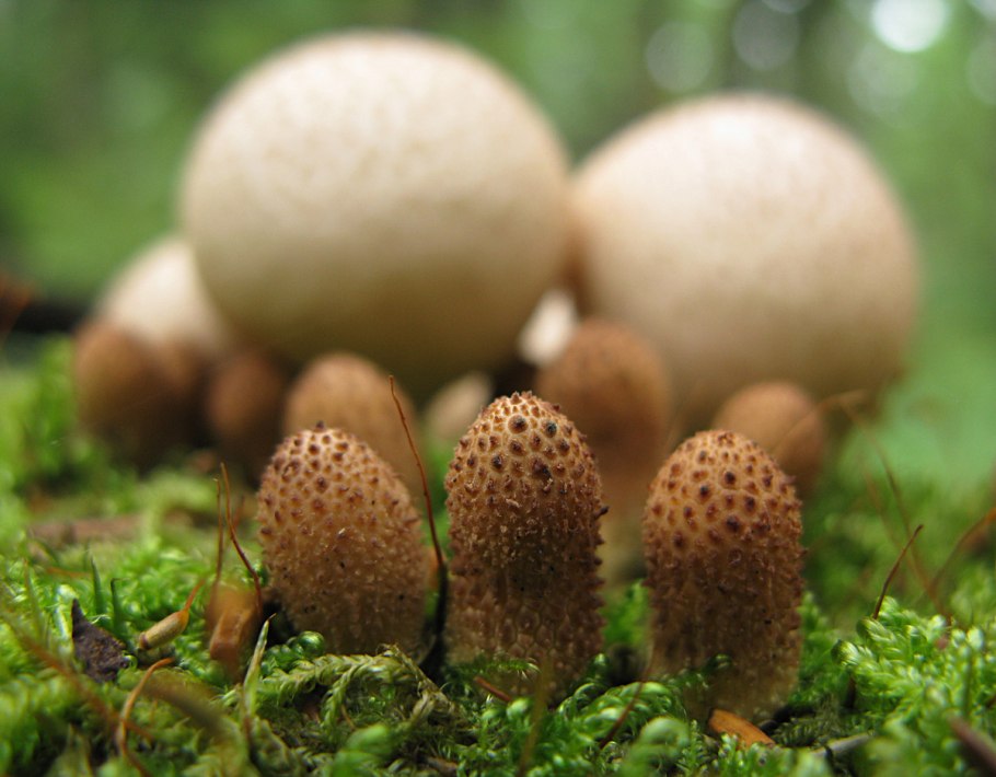 «Гриб дождевик» (Puffball