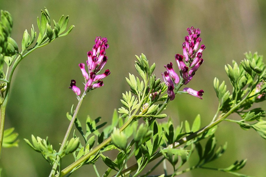 Дымянка лекарственная (fumaria officinalis)