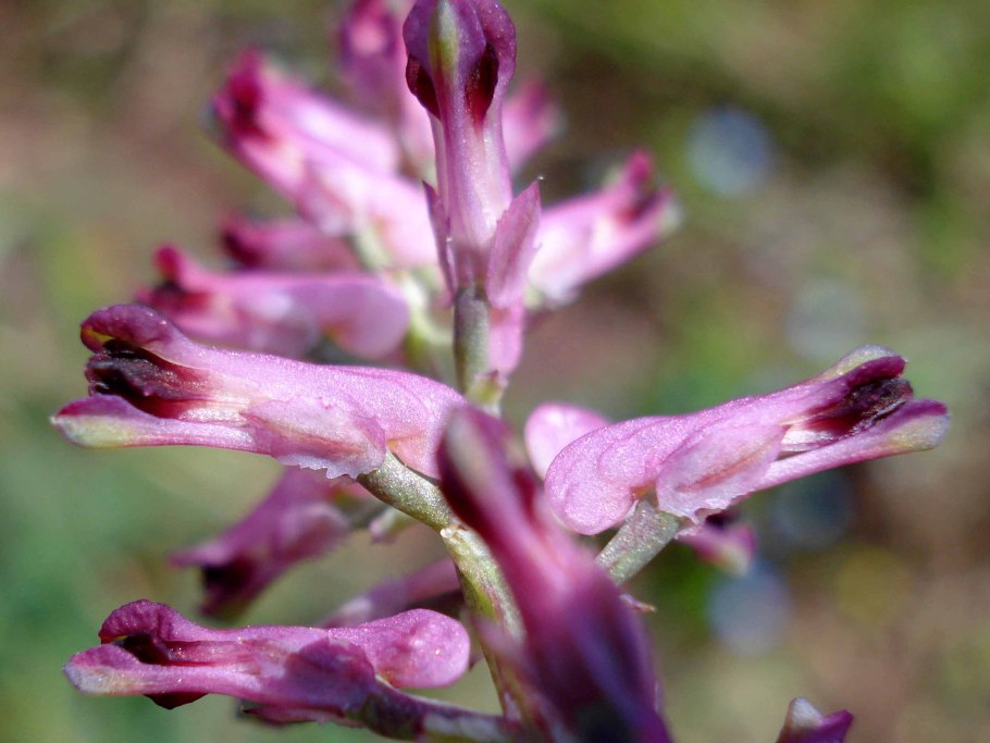 Дымянка аптечная (fumaria officinalis)