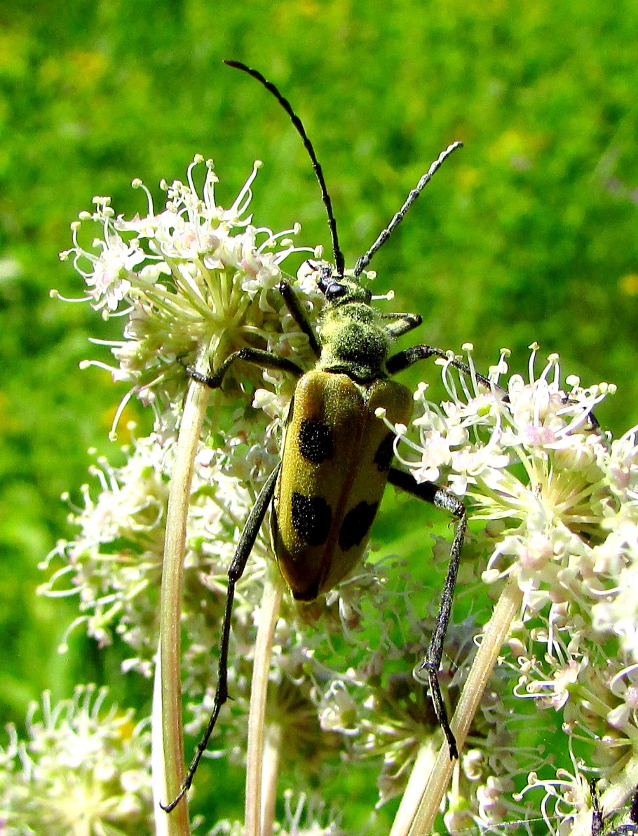 Pachyta quadrimaculata
