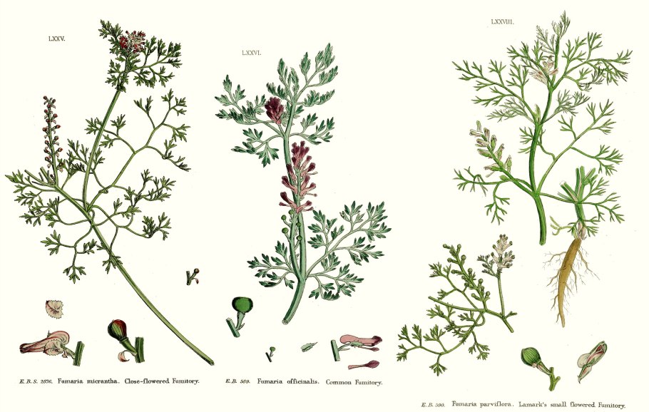 Trachypogon spicatus