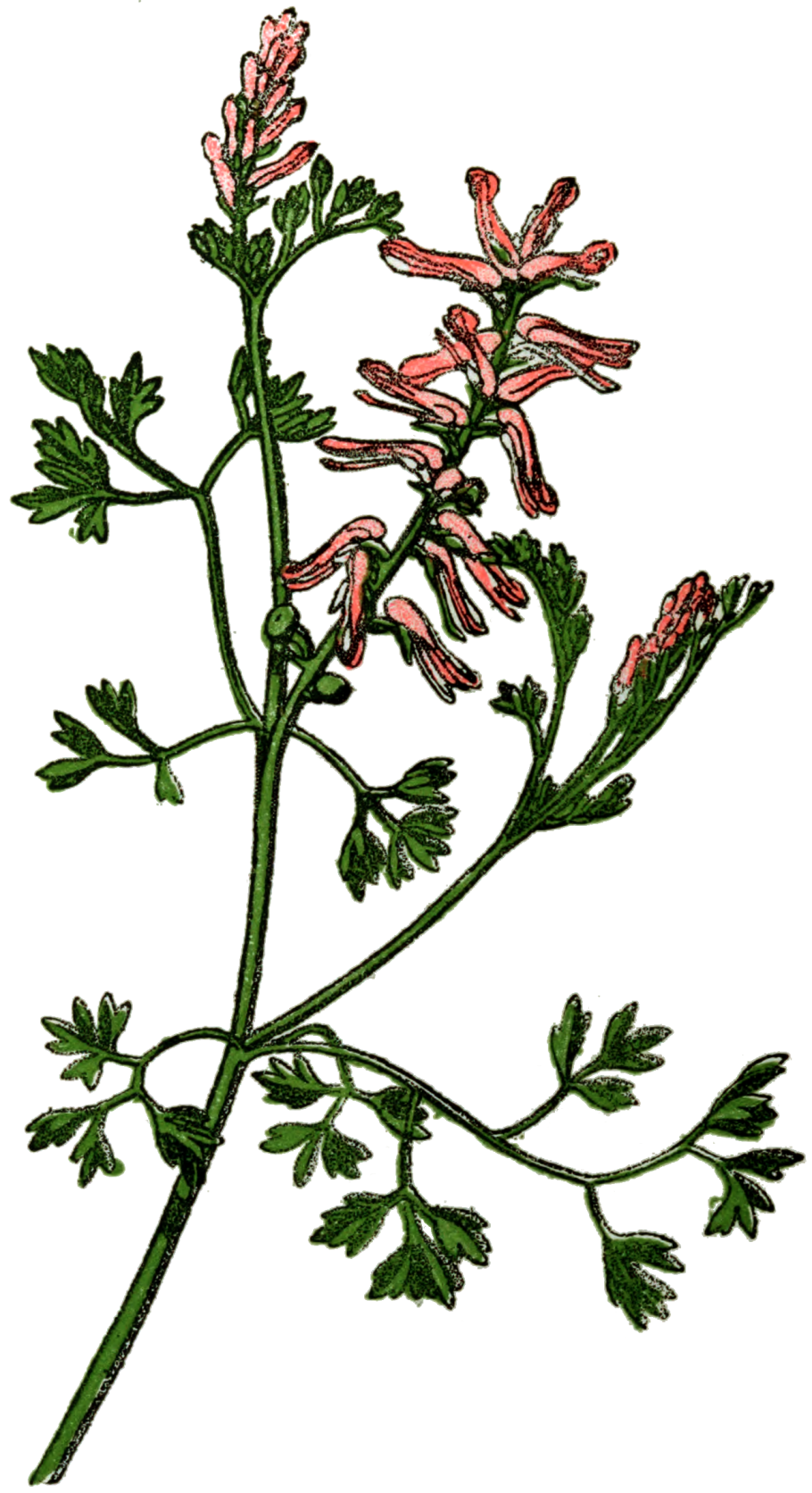 Альпийский усач