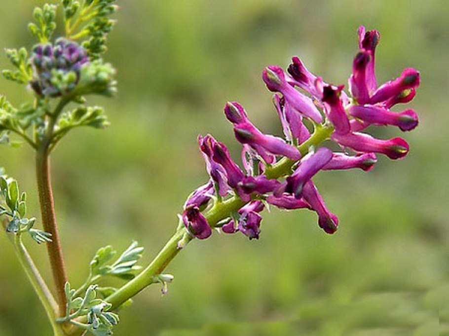 Дымянка в капсулах