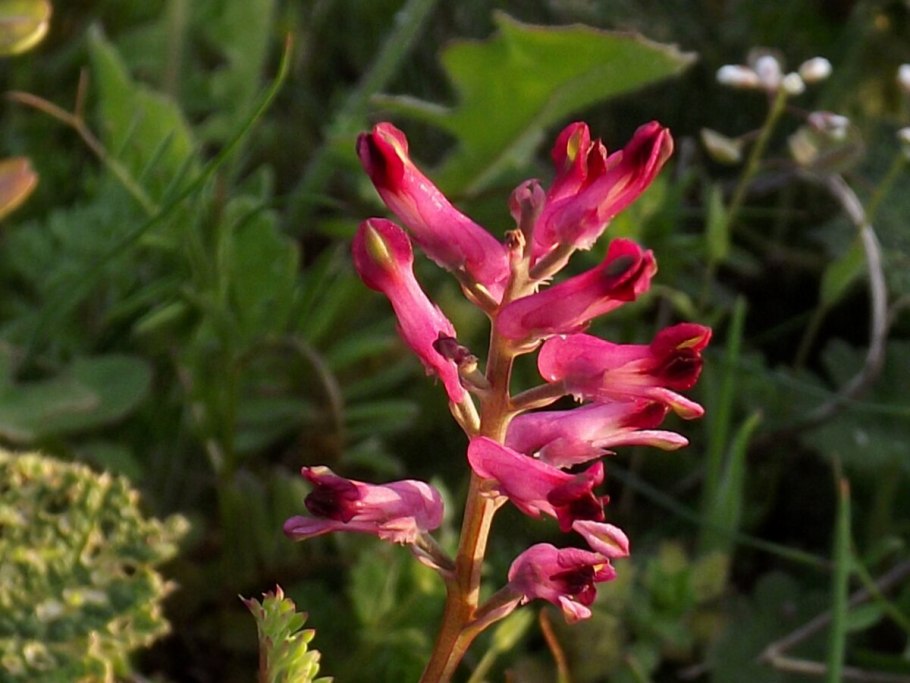 Дымянка обыкновенная