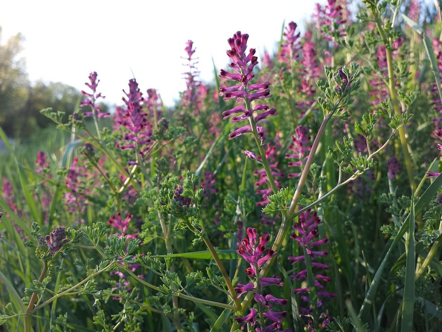 Fumária officinális дымянка аптечная цветок плод