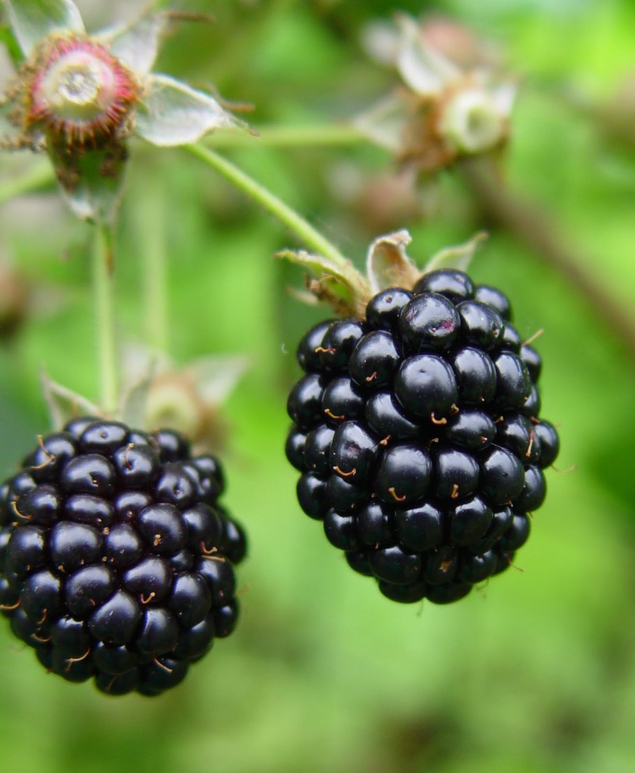 Дикая ежевика сорняк