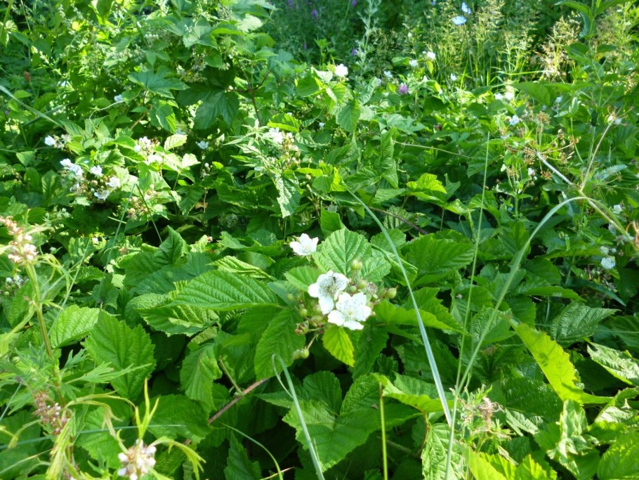 Ежевика Лесная синяя