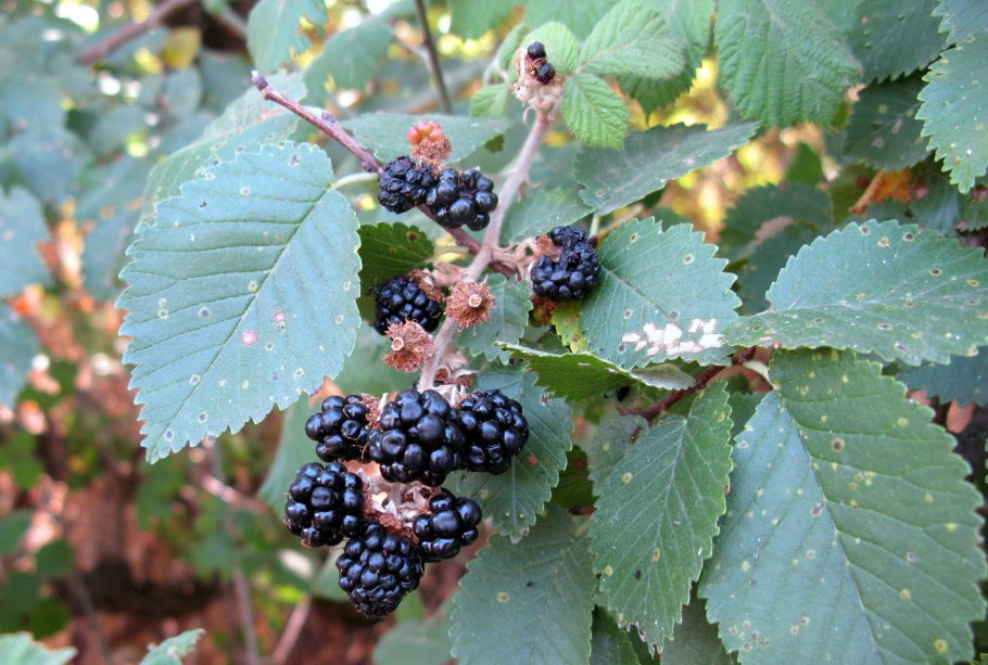 Ежевика Дикая растения