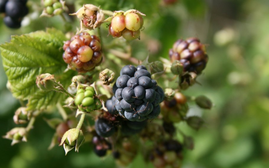 Rubus leucodermis голубая малина