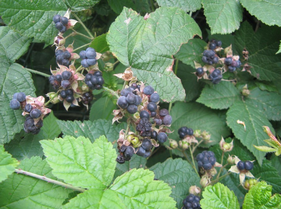 Ежевика сизая (Rubus Caesius l.)