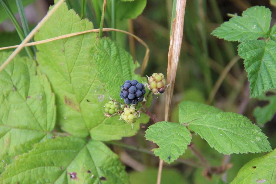 Ежевика Лесная синяя