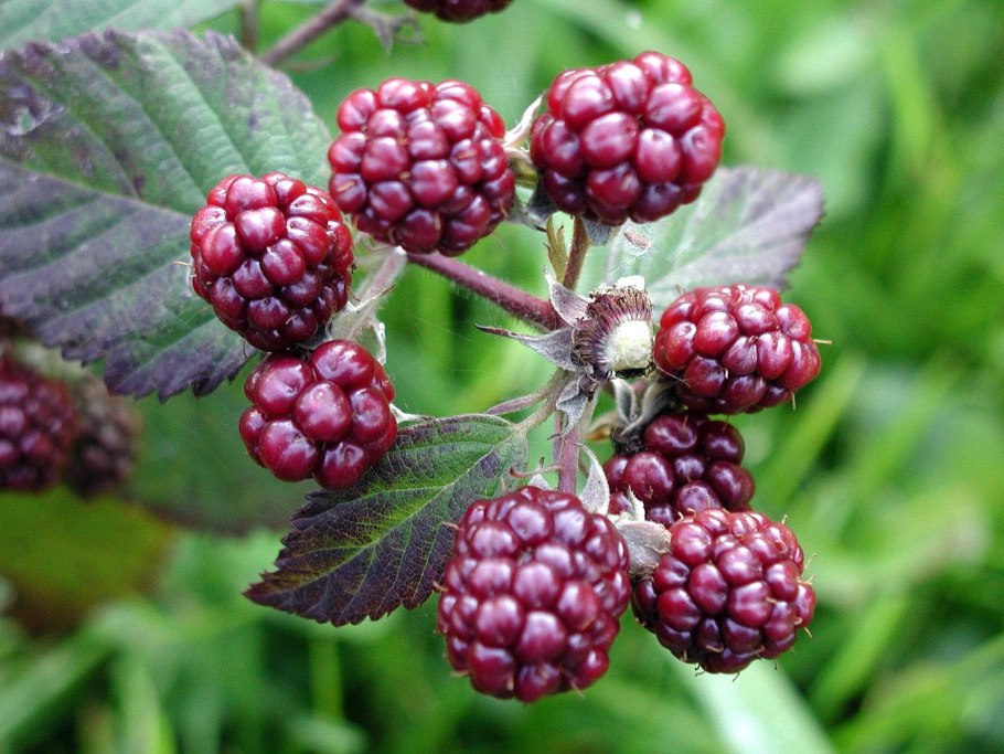 Ежевика сизая Rubus Caesius