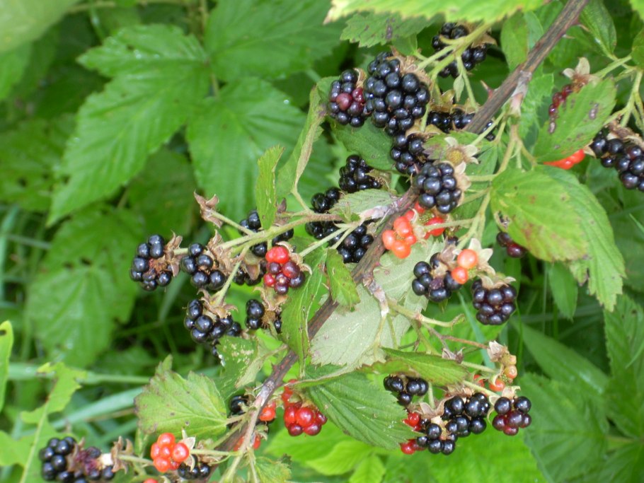 Ежевика складчатая