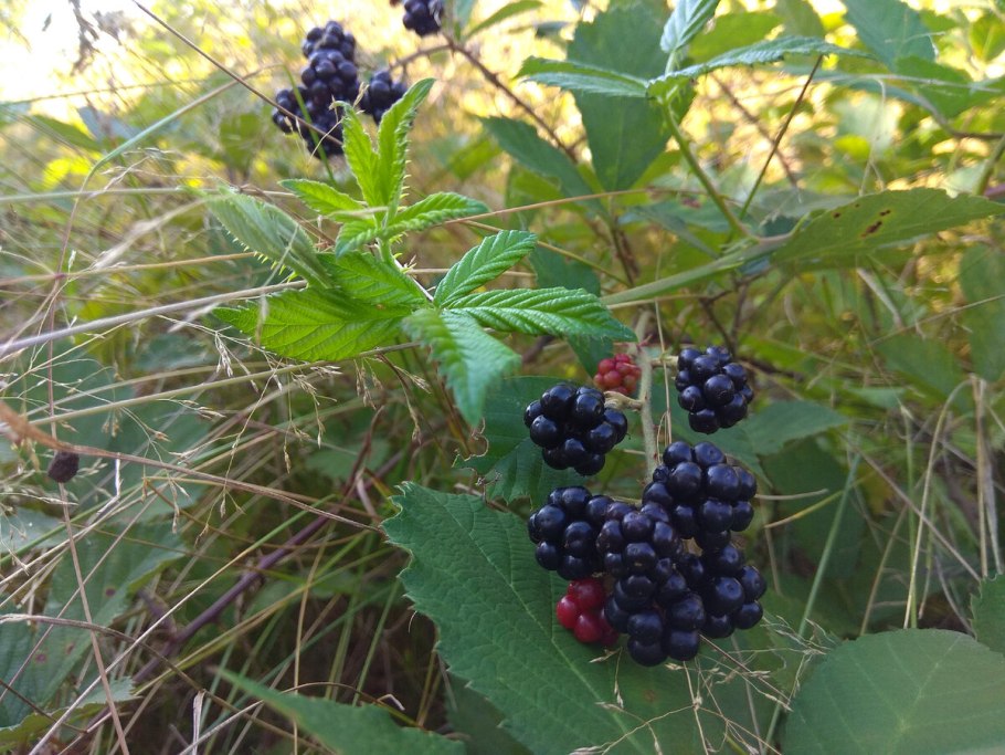 Ежевика Агавам Рубус
