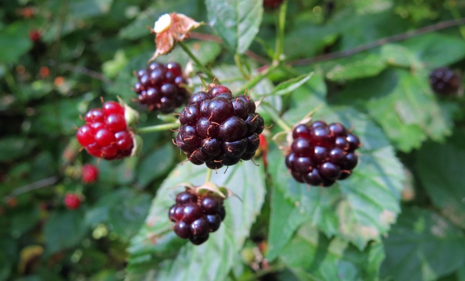 Ежевика бесшипная Чероки