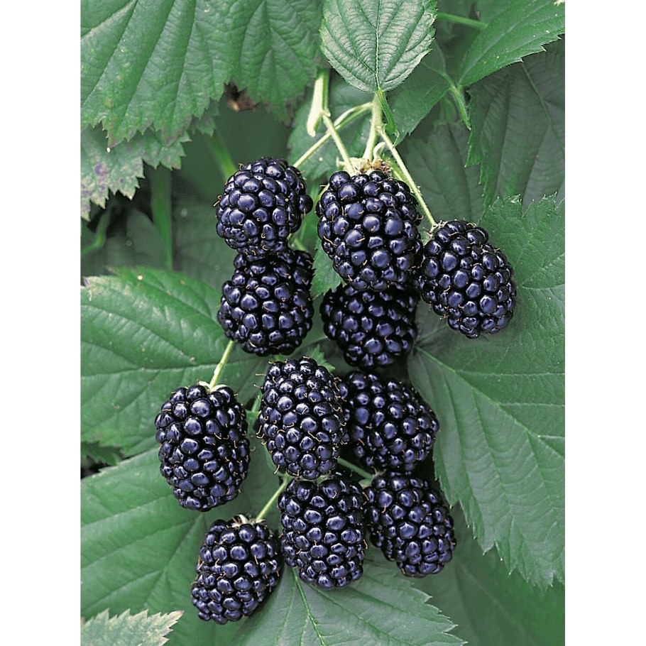 Ежевика Рубус