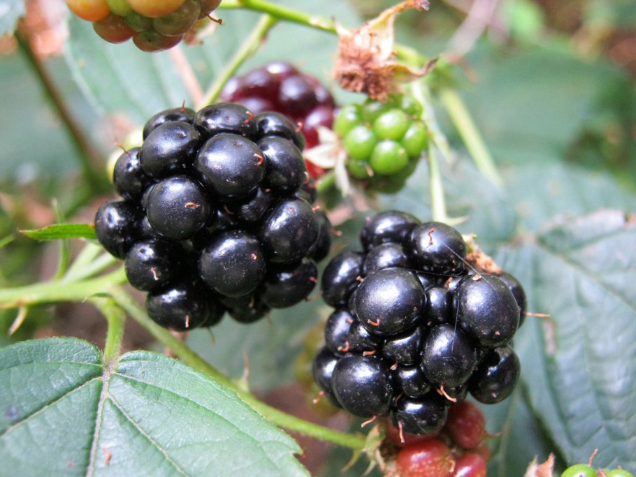 Ежевика сизая Rubus Caesius