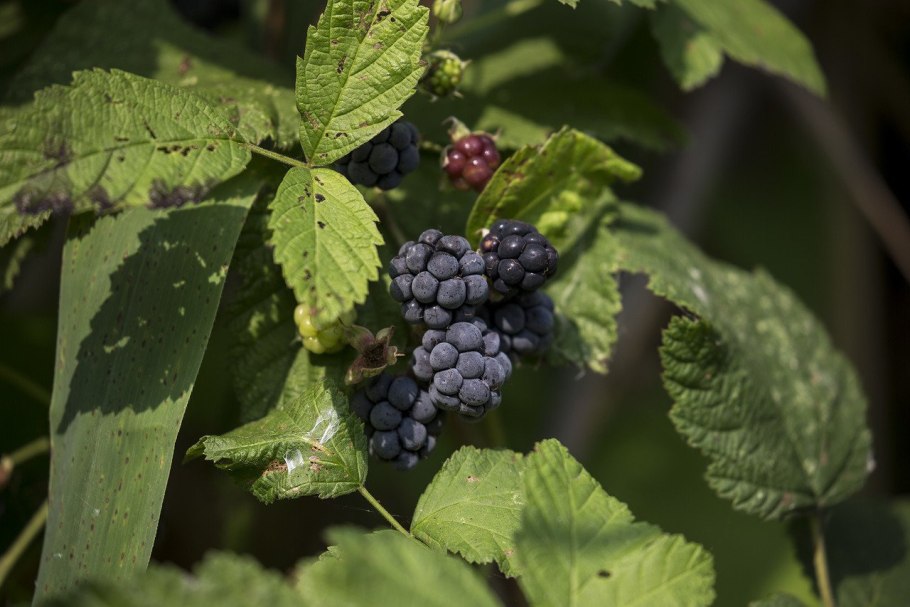 Ежевика сизая Rubus Caesius