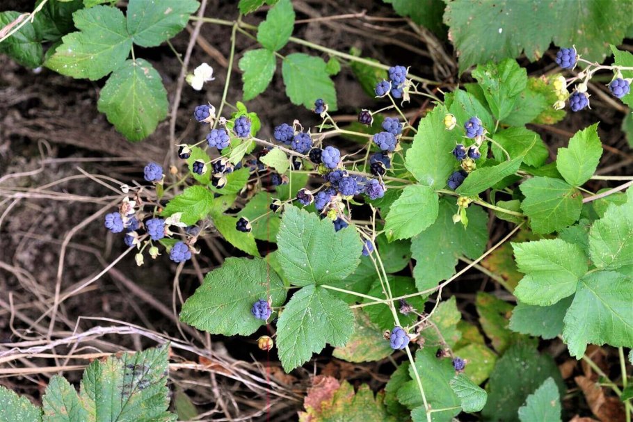 Ежевика сизая листья