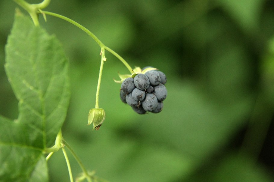 Rubus ежевика