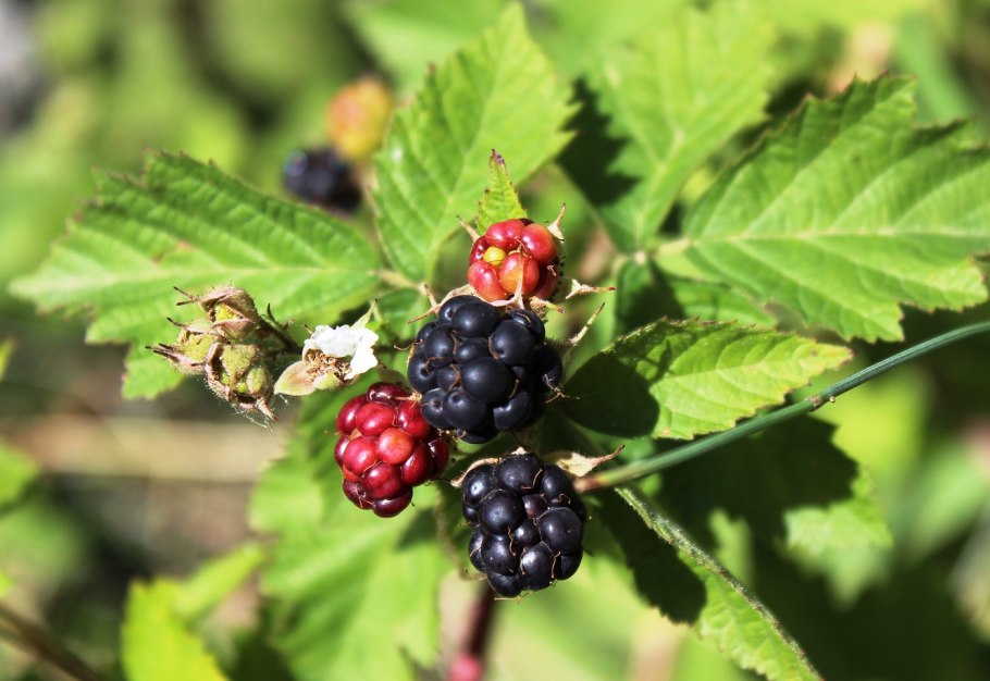 Ежевика сизая Тип плода