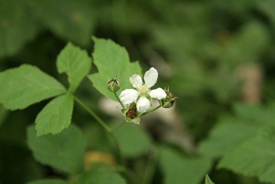 Ежевика сизая Rubus Caesius