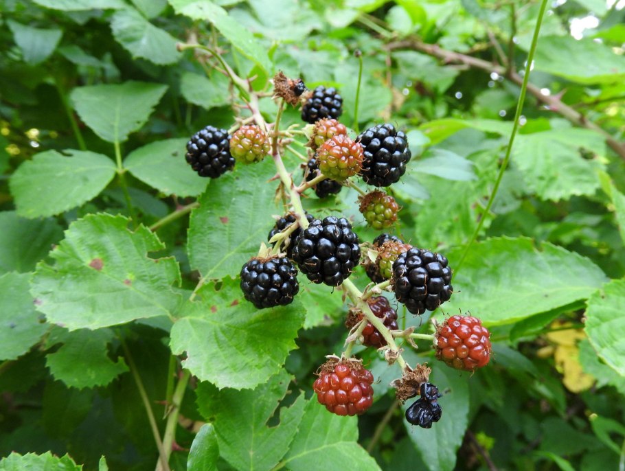 Ежевика сизая Rubus Caesius