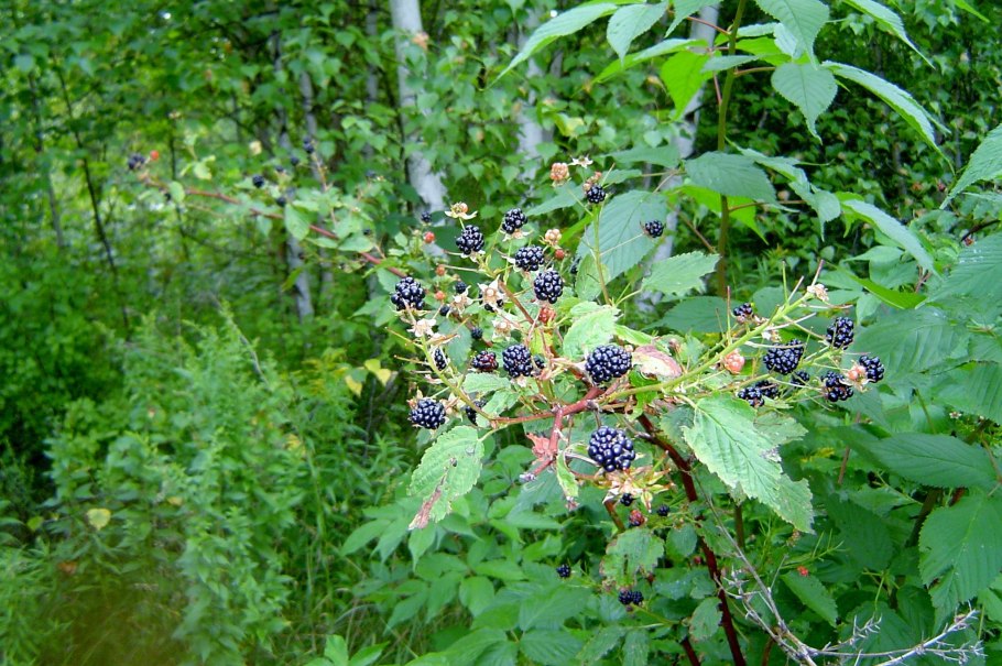Ежевика дикая ползучая