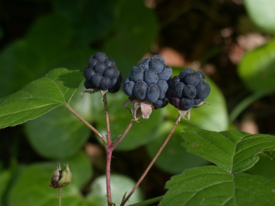 Rubus caesius