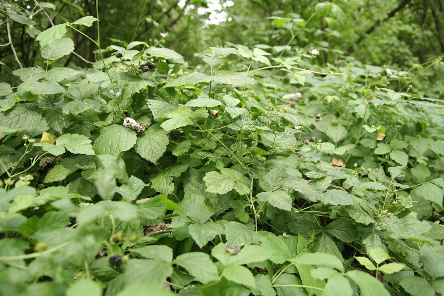 Ежевика сизая (Rubus Caesius l.)