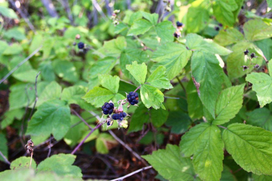 Rubus Caesius