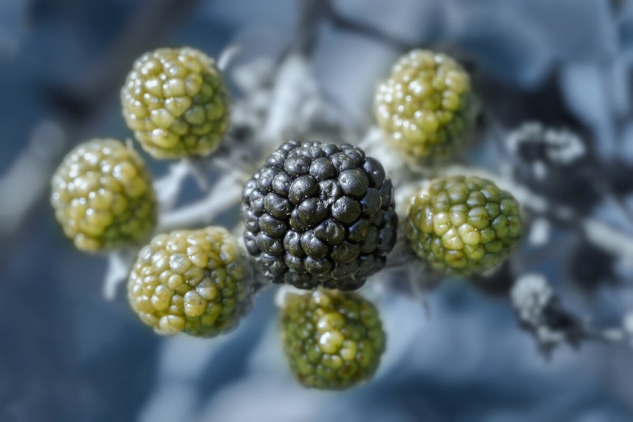 Ежевика сизая плод