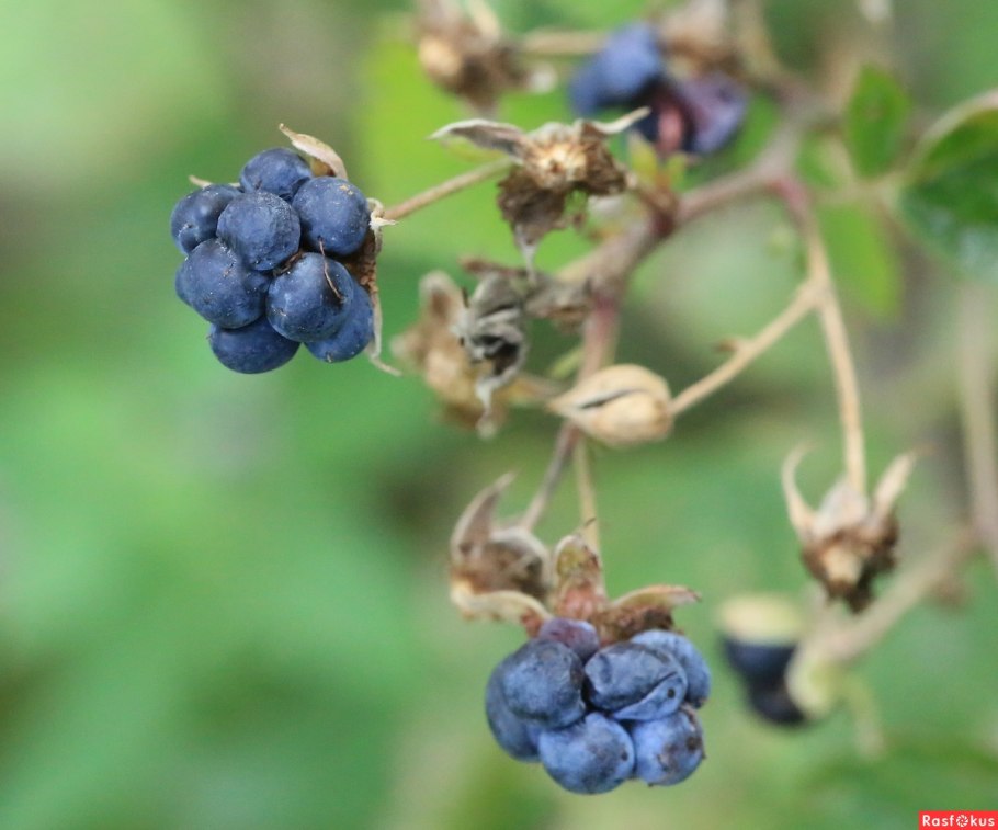 Розоцветные ежевика