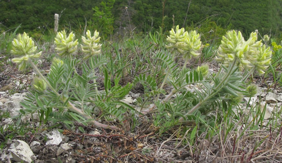 Остролодочник волосистый oxytropis pilosa