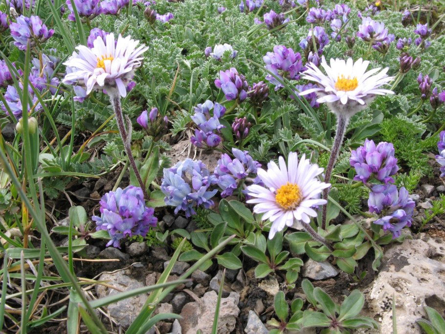 Остролодочник грязноватый