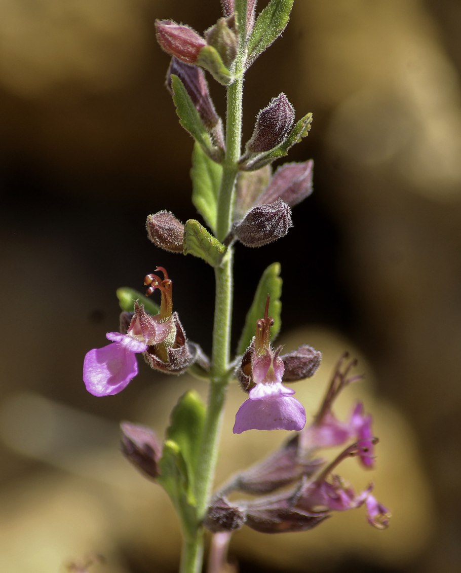 Дубровник Teucrium chamaedrys album