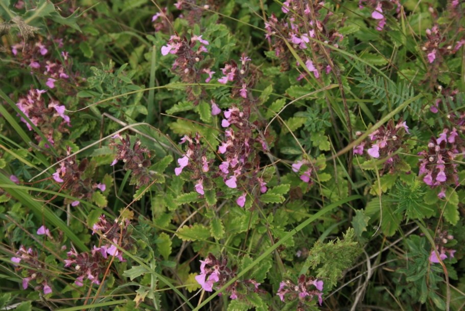 Дубровник горный (Teucrium montanum)