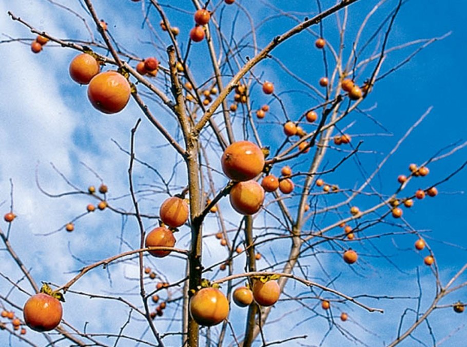 Хурма мушмуловидная