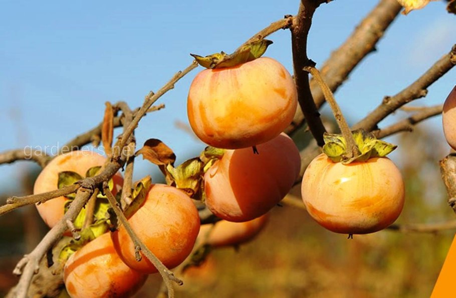 Хурма Королек дерево