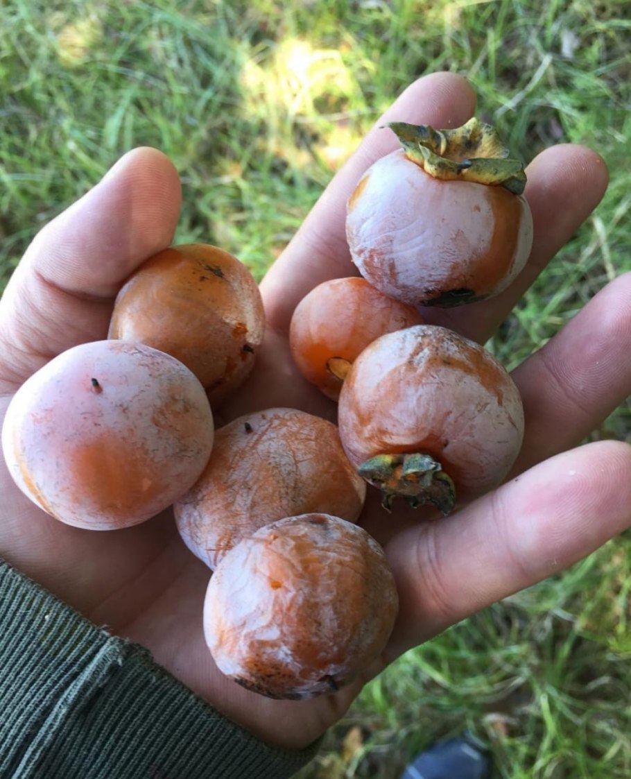 Японская хурма кустарник