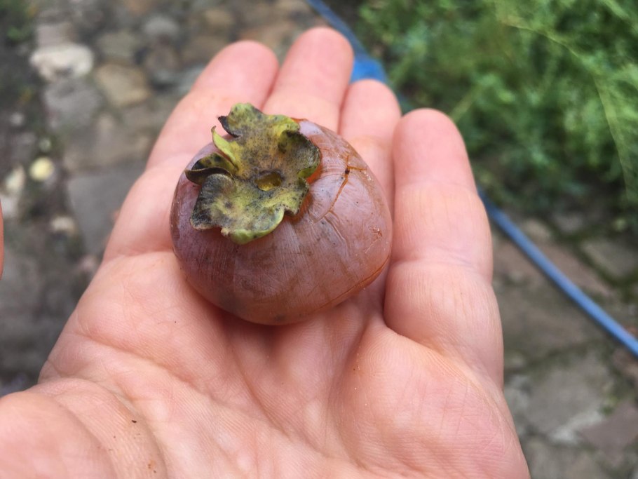 Diospyros virginiana