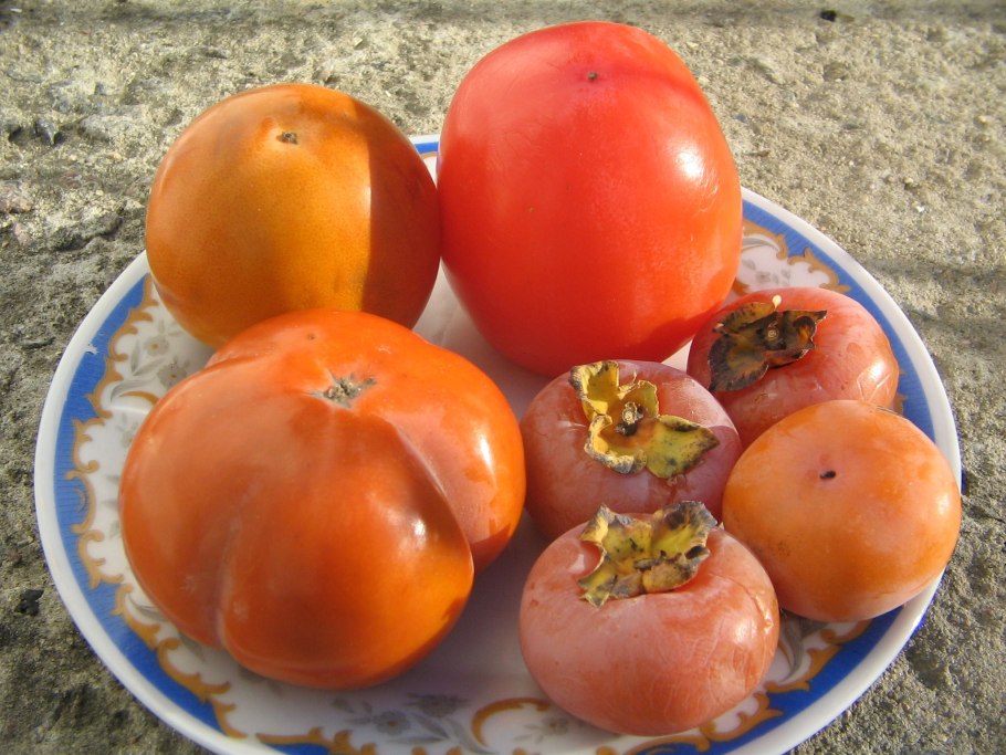 Саженцы хурма виргинская