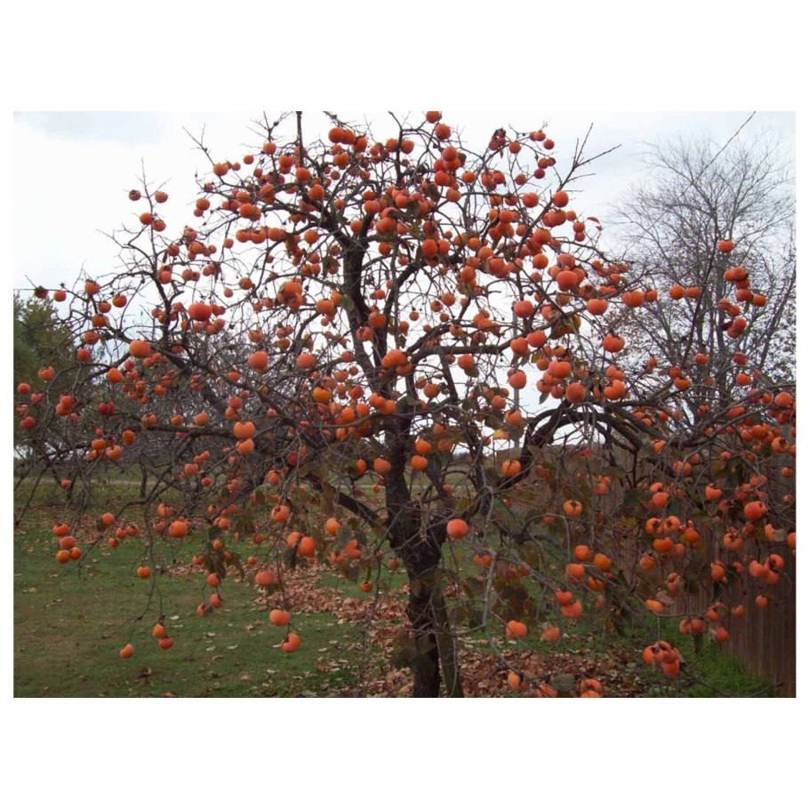 Сорт хурмы Хиакуме