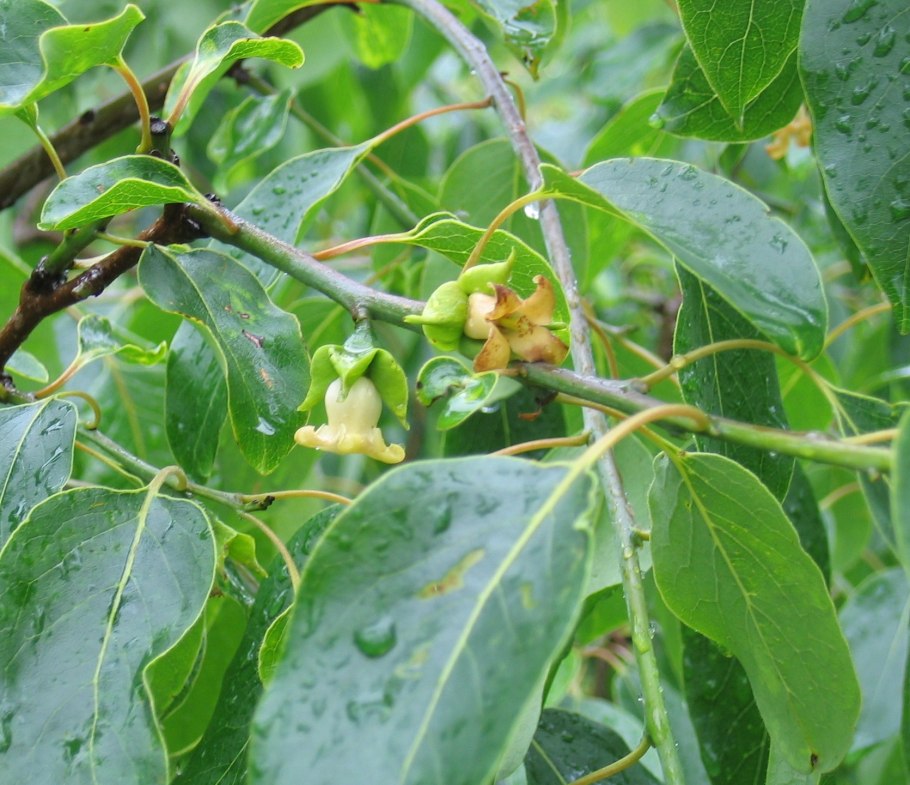 Diospyros virginiana