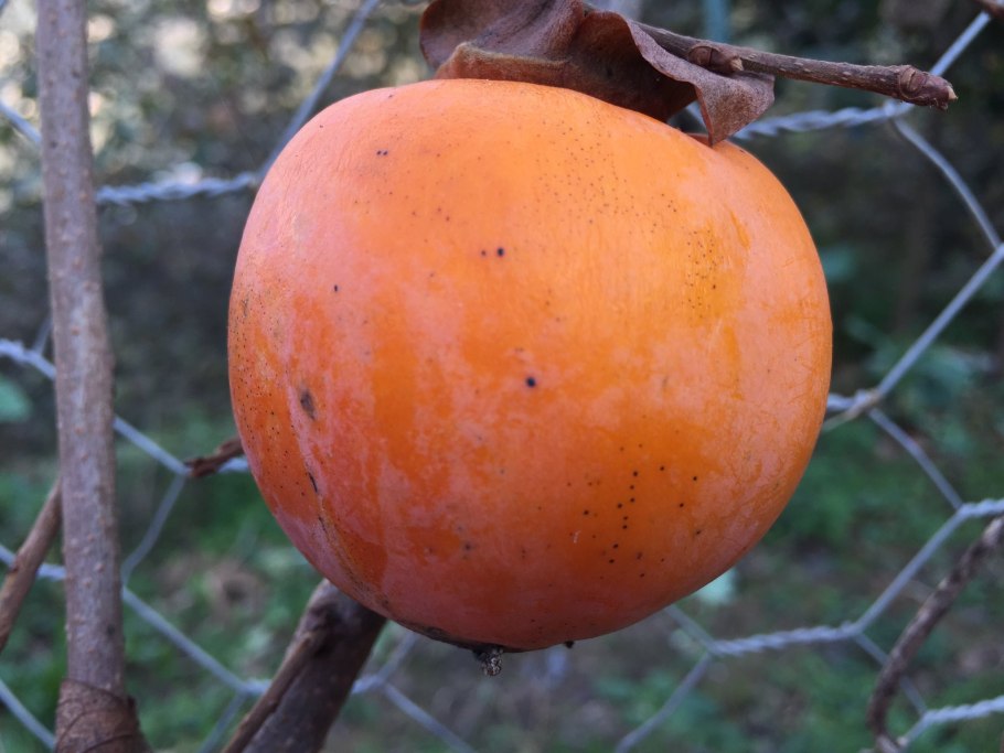 Хурма виргинская крупноплодная