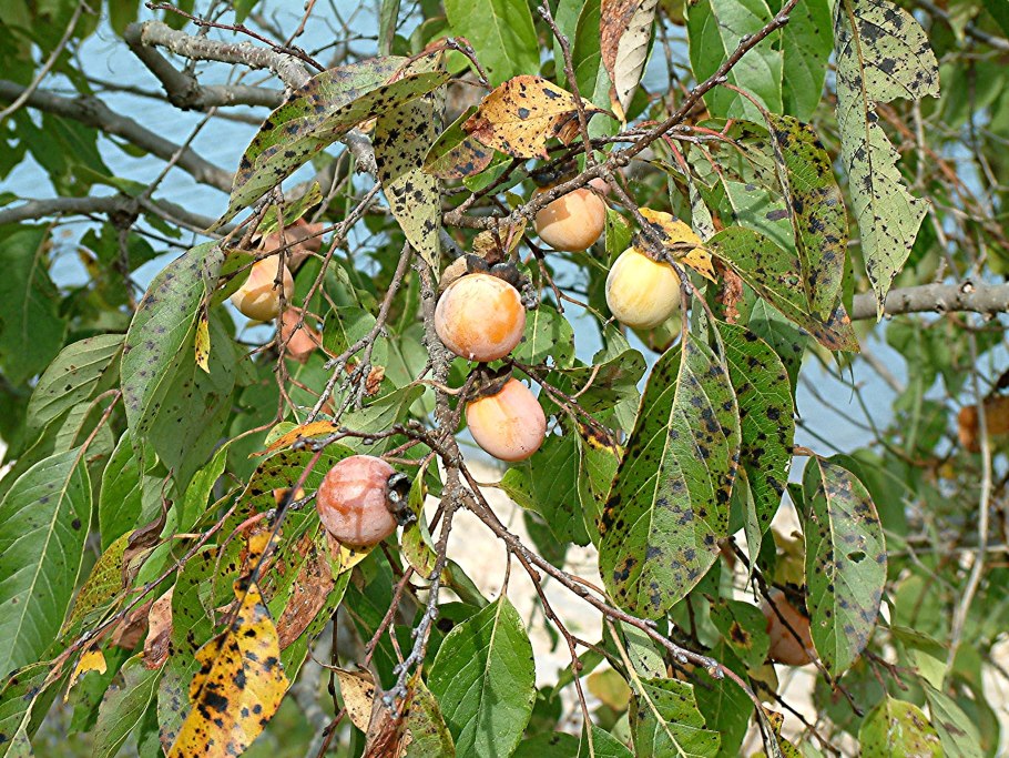 Саженцы хурма виргинская
