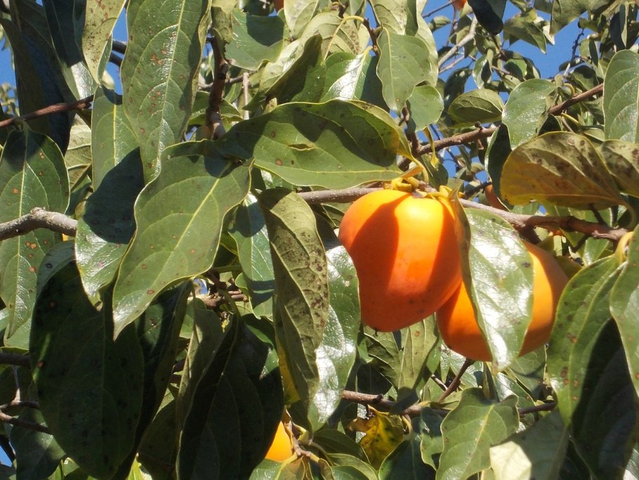 Хурма сорт королек