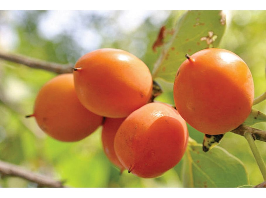 Хурма Королек дерево