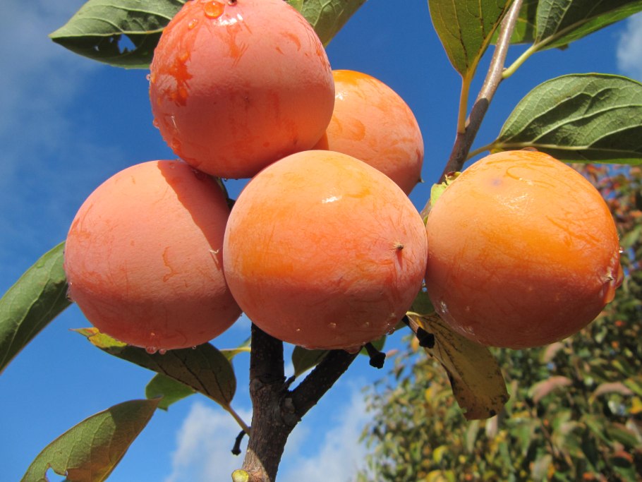 Хурма Diospyros glaucifolia