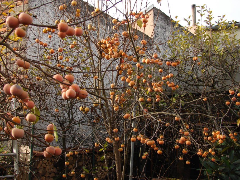 Хурма виргинская крупноплодная